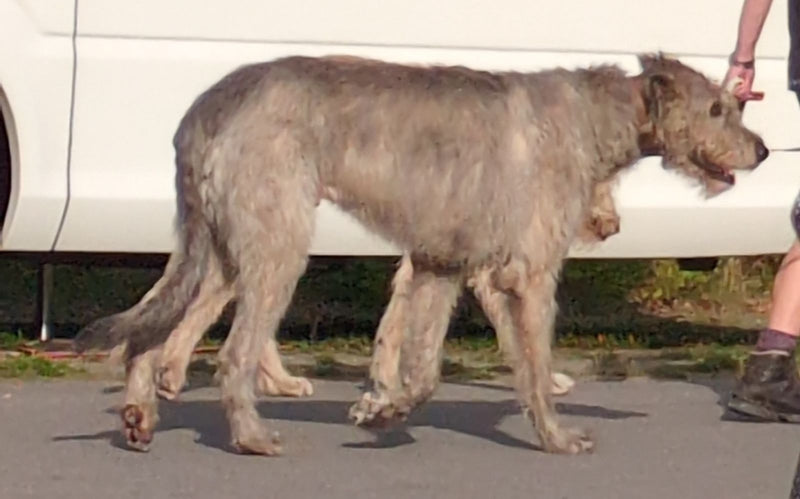 Haushund — Bild 5