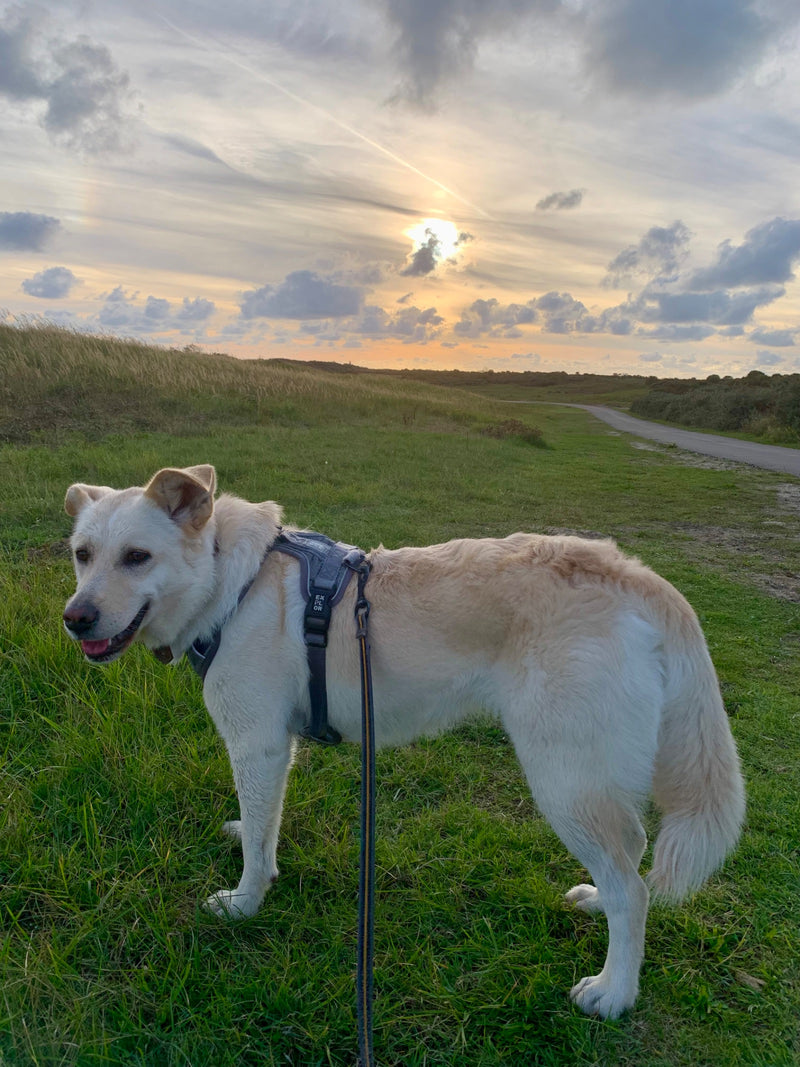 Haushund — Bild 3
