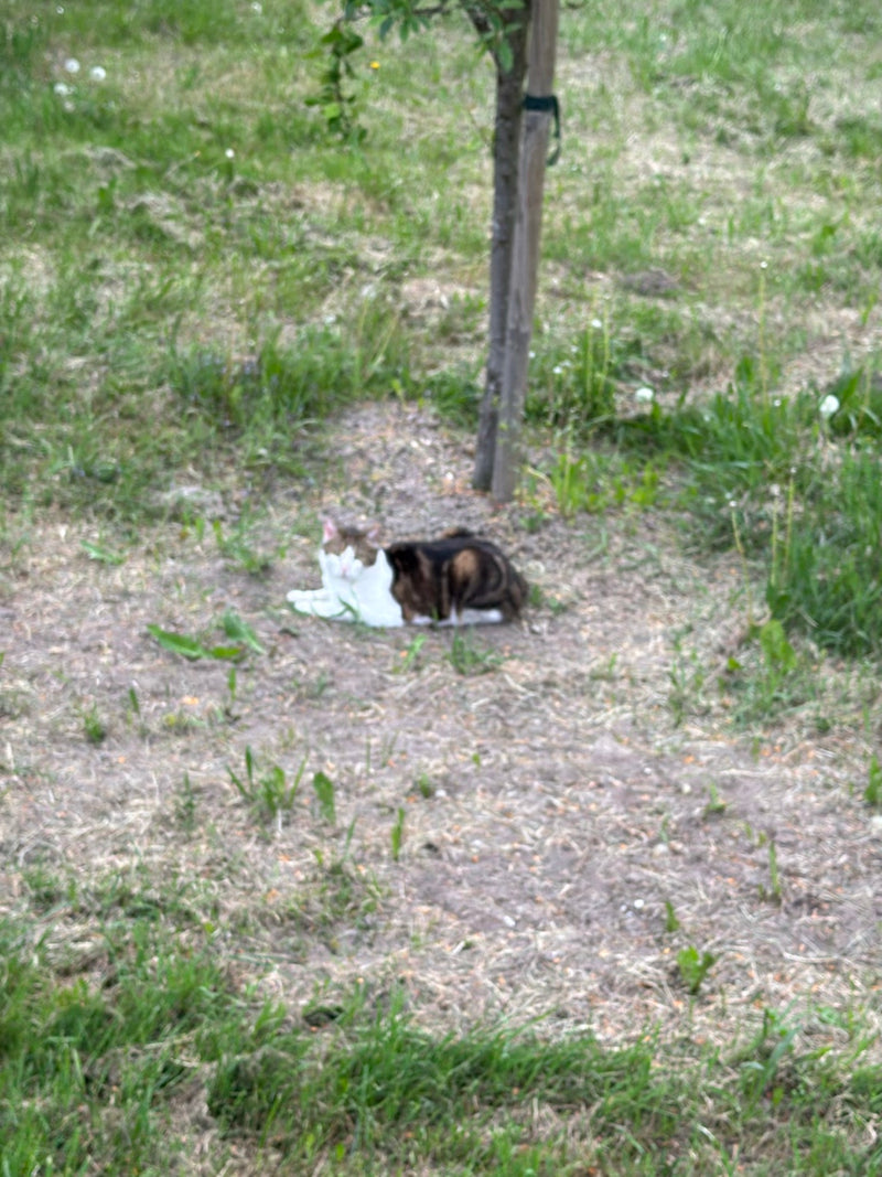 Hauskatze — Bild 4