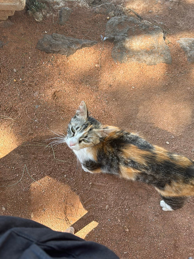 Hauskatze — Bild 5