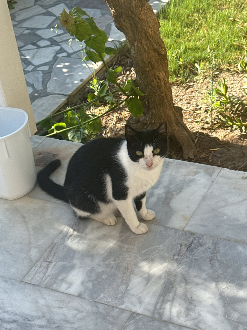 Hauskatze — Bild 1
