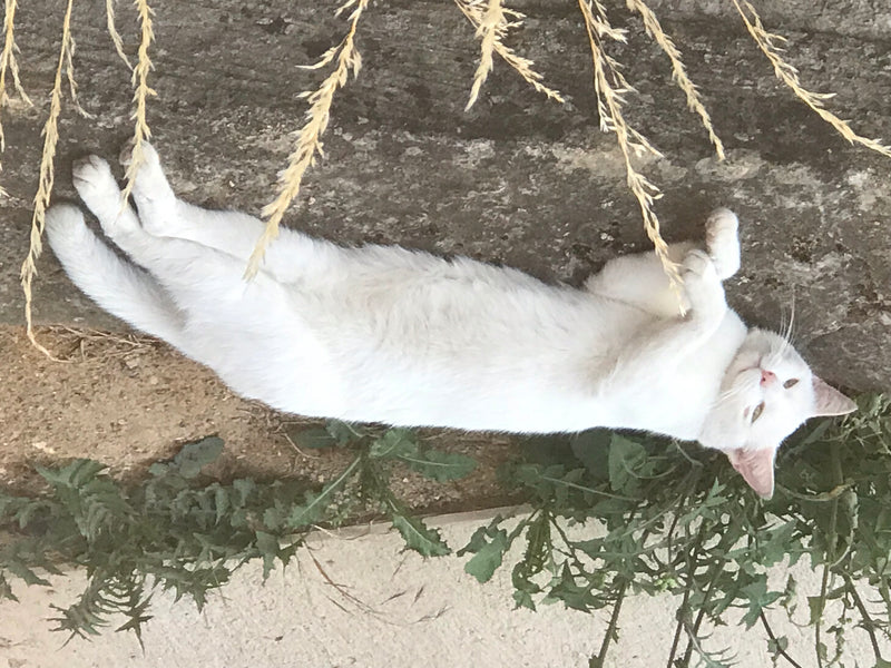 Hauskatze — Bild 2