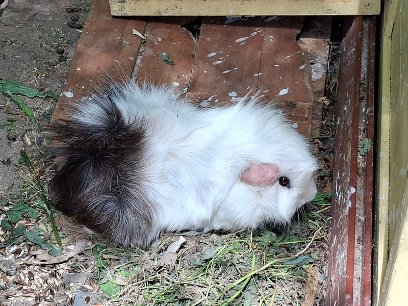 Hausmeerschweinchen — Bild 1 von 1