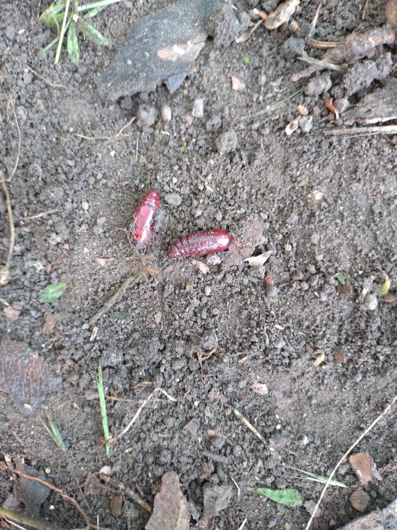 Hausmutter Raupe In Der Wohnung — Bild 1 von 29