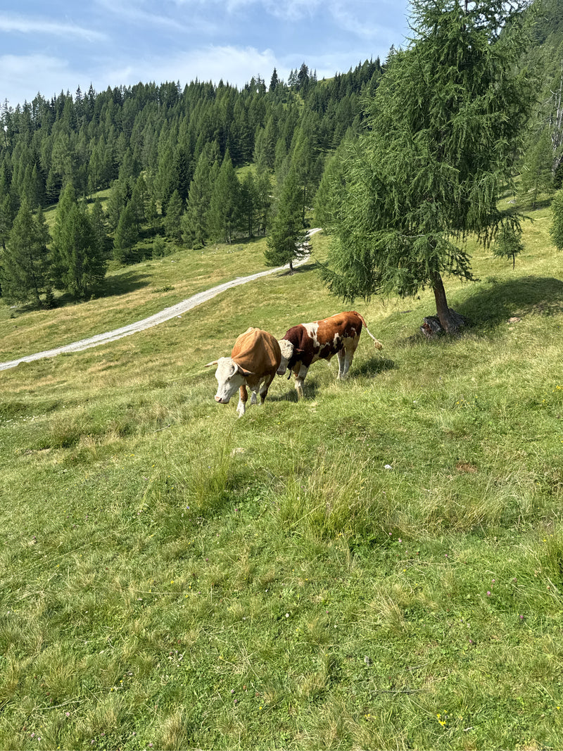 Zwei Hausrinder stehen auf einer saftigen Bergwiese in einer hügeligen Waldlandschaft. Die Tiere befinden sich im hellen Tageslicht.