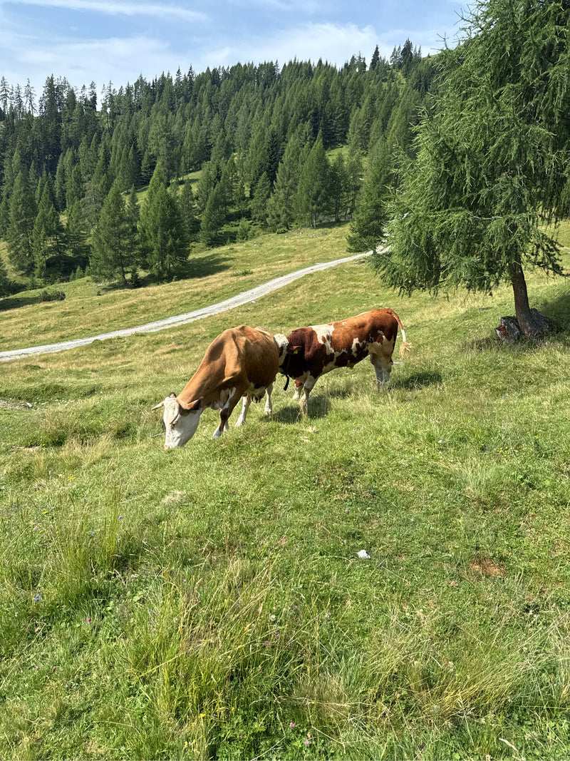 Zwei Hausrinder stehen auf einer grünen Bergwiese und grasen. Im Hintergrund erstreckt sich ein Waldhang unter hellem Himmel.