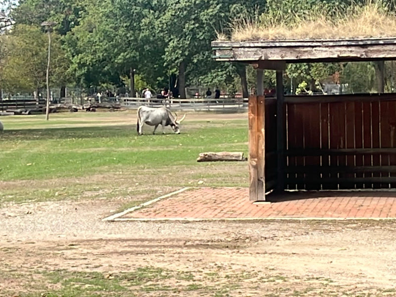 Ein helles Hausrind mit großen Hörnern steht auf einer grünen Wiese in einem Gehege. Im Vordergrund befindet sich eine Holzhütte mit einem begrünten Dach.