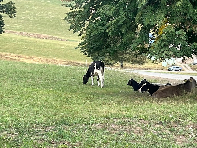 Mehrere Hausrinder befinden sich auf einer grünen Wiese. Einige Tiere liegen im Schatten unter einem Baum, während eines steht.