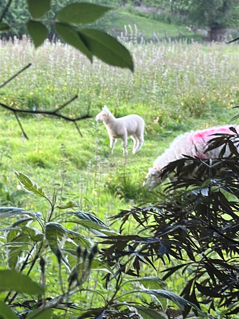 Das Hausschaf ist ein weit verbreitetes Nutztier, das primär zur Woll-, Fleisch- und Milchgewinnung gehalten wird. Es ist ein geselliges Herdentier, das sich...