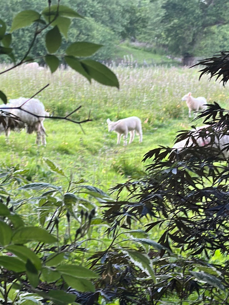 Mehrere weiße Hausschafe und Lämmer befinden sich auf einer grünen Wiese. Im Vordergrund sind unscharfe Zweige und Blätter von Sträuchern zu sehen.