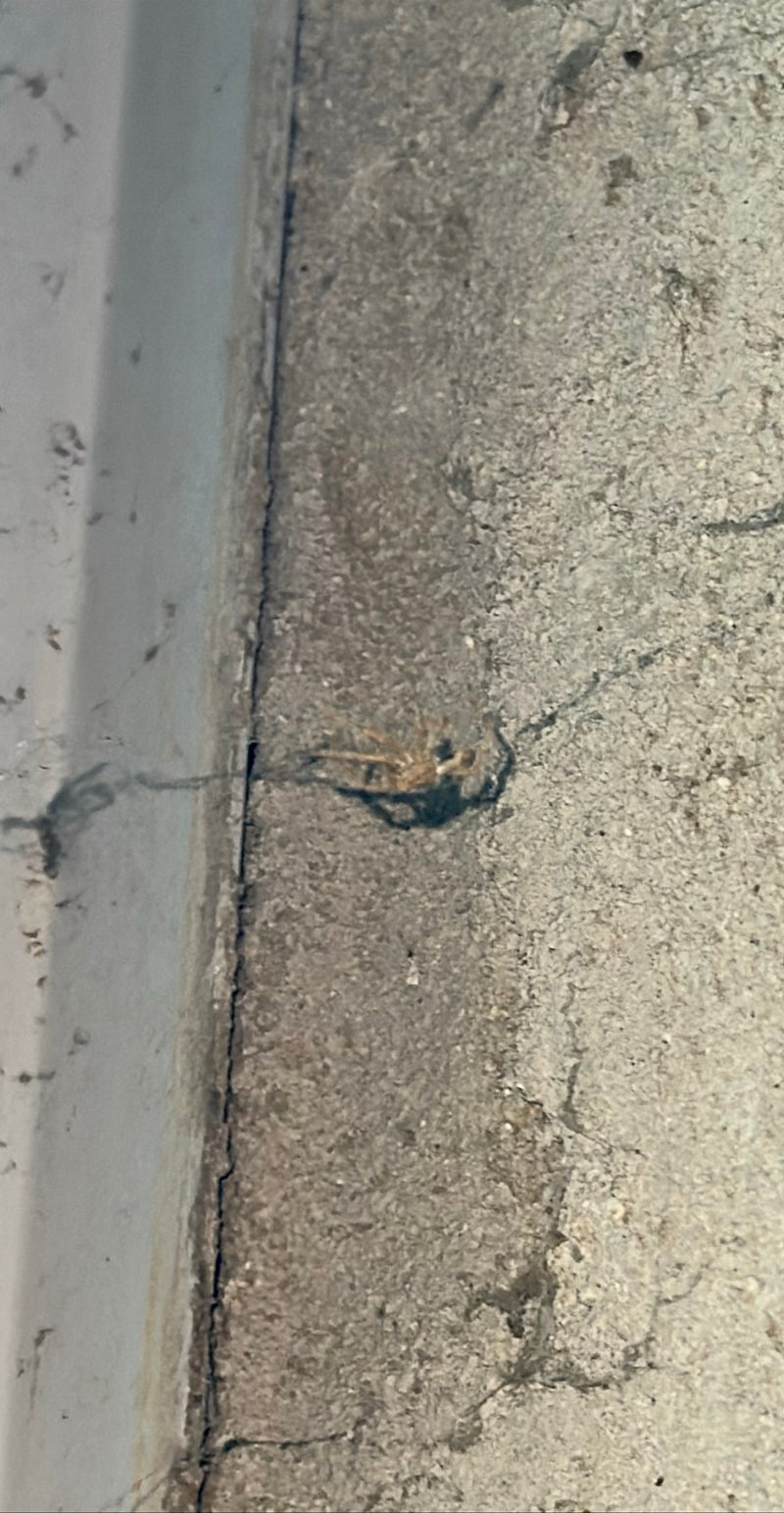 Eine Große Winkelspinne sitzt auf einer rauen Betonwand in der Nähe ihres Netzes. Die Perspektive zeigt das Tier von oben.