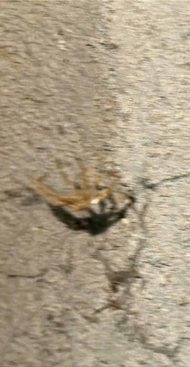 Zu sehen ist eine Große Winkelspinne auf einem Holzboden. Das Bild ist stark unscharf.
