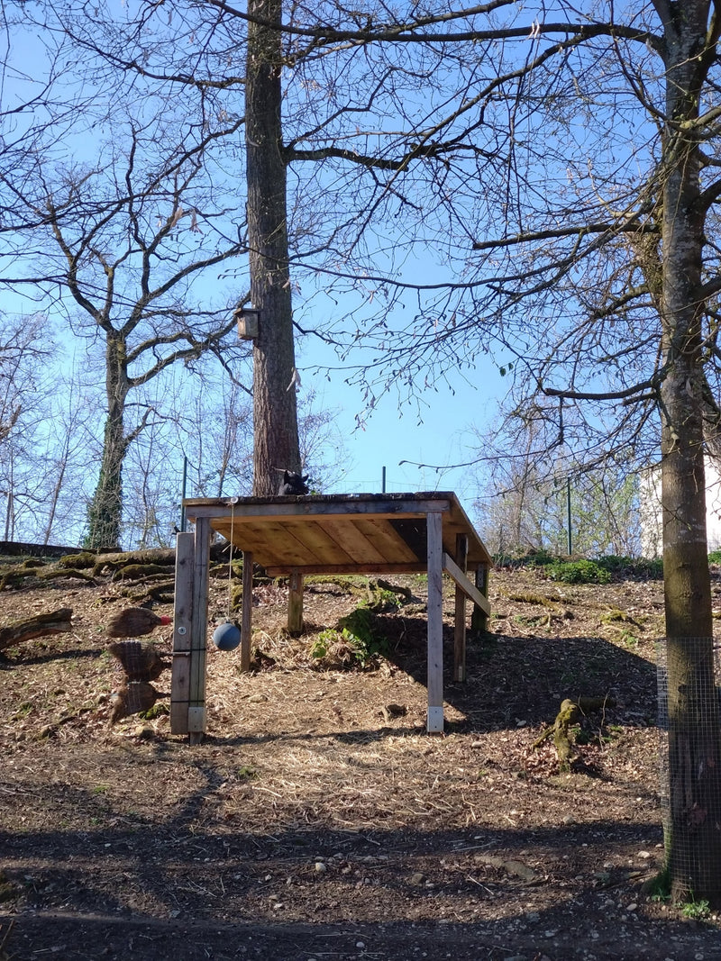 Auf dem Bild steht eine kleine Hausziege auf einer erhöhten Holzplattform im Freien. Im Hintergrund sind Bäume und ein blauer Himmel zu sehen.