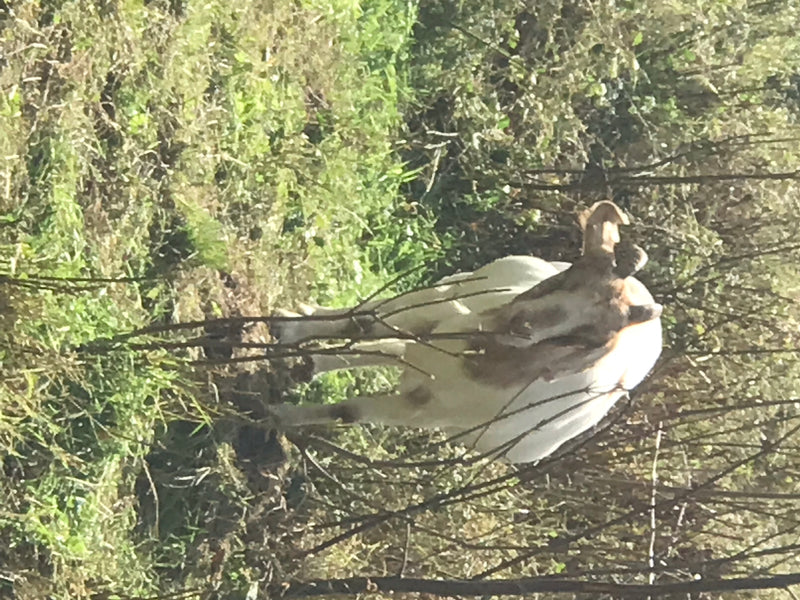 Eine Hausziege steht in einer Wiese mit hohem Gras und Gestrüpp. Das Tier ist von oben herab zu sehen.