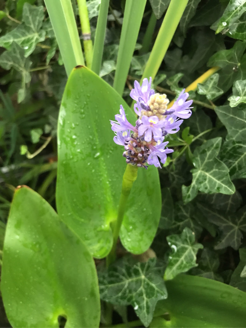Hechtkraut — Bild 2 von 3