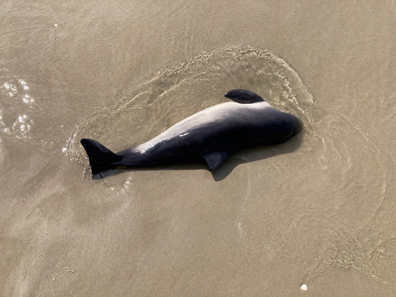 Hector-Delfin — Bild 1 von 1