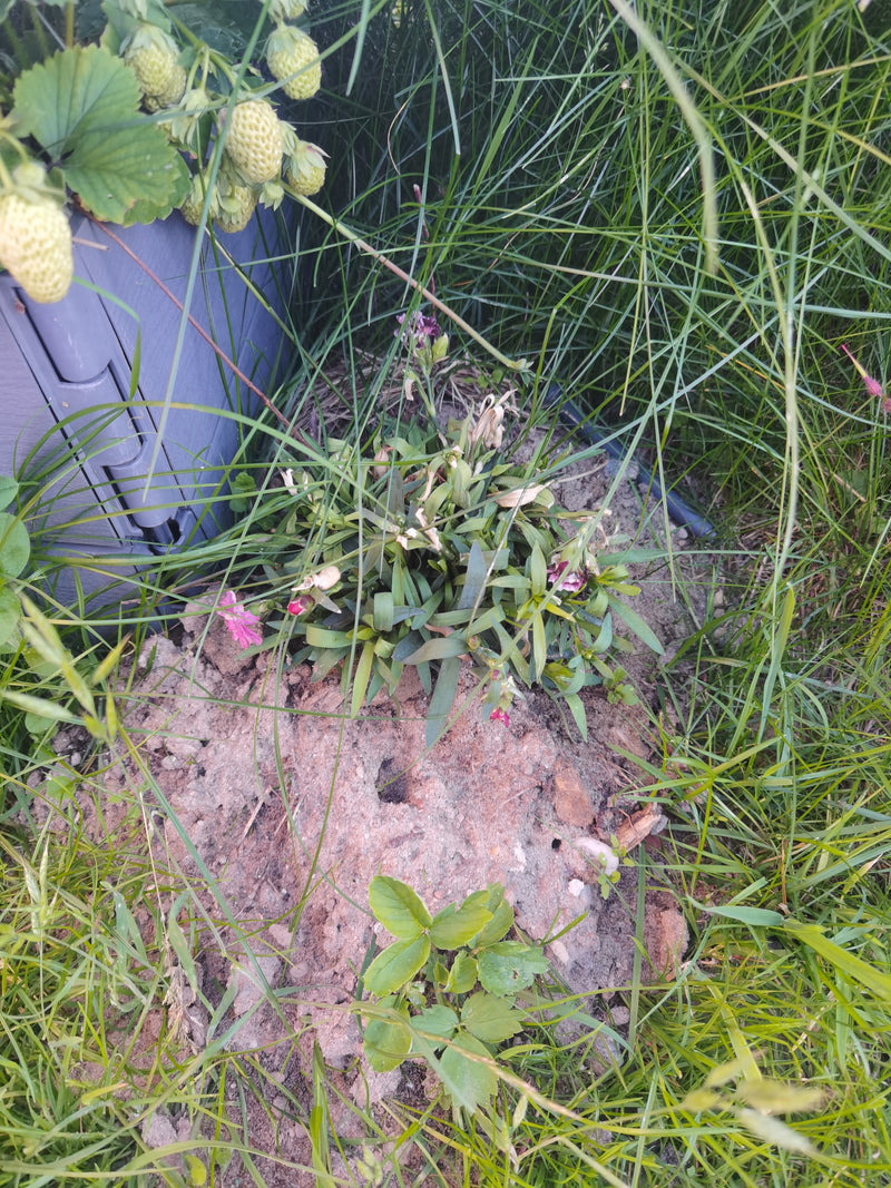Heide-Nelke — Bild 1 von 1