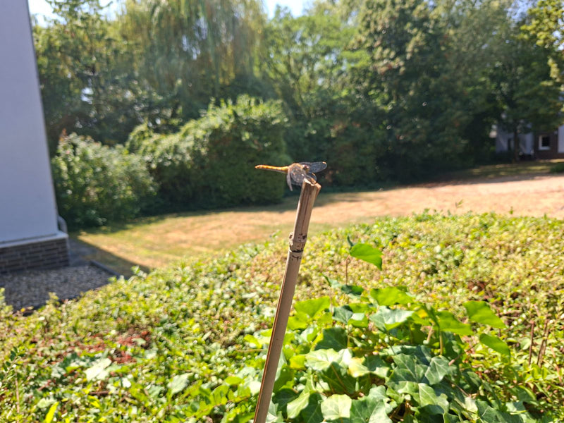 Heidelibelle — Bild 1 von 1