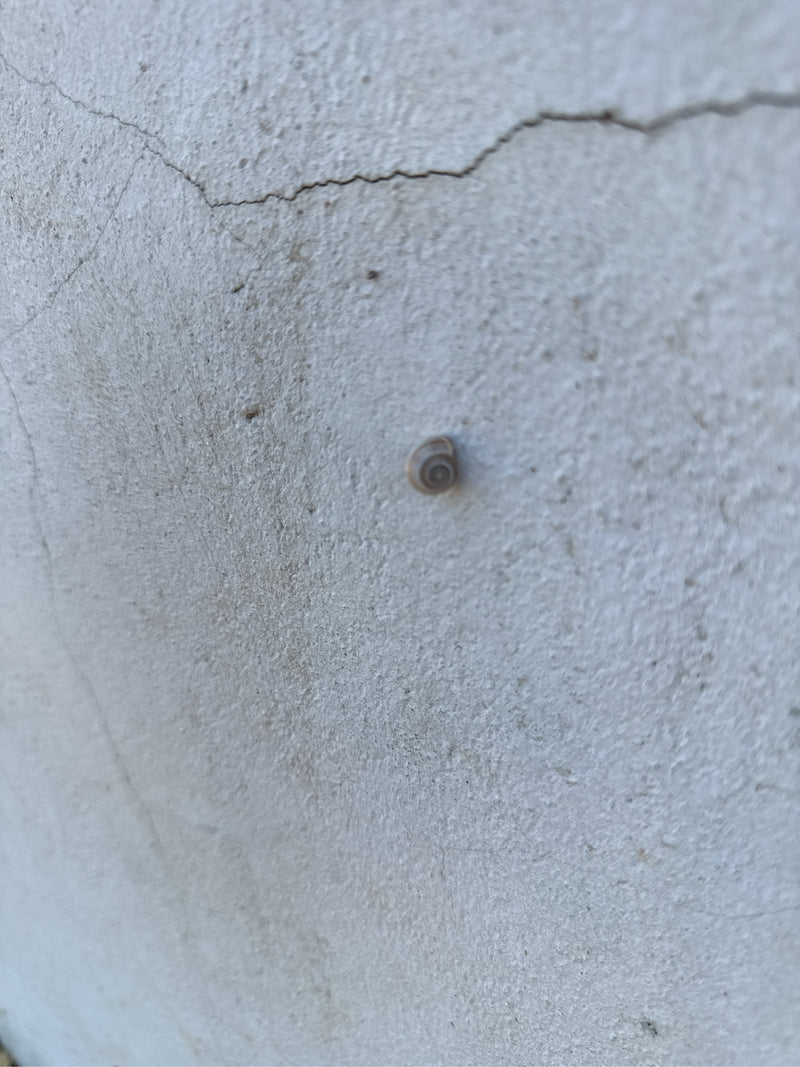 Heideschnecke — Bild 4 von 12
