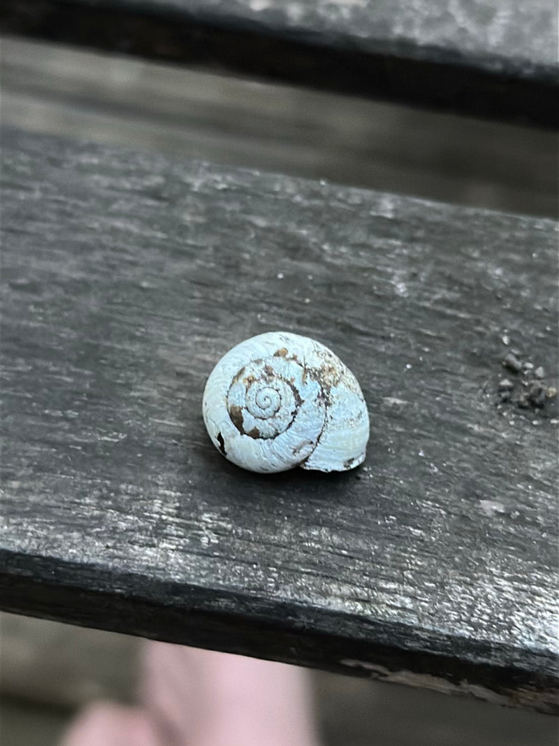 Heideschnecke — Bild 1 von 12