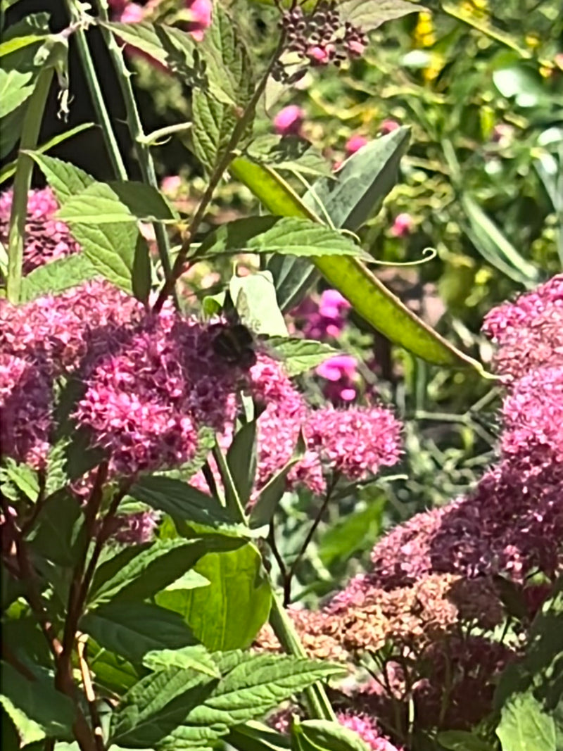 Eine Hummel sitzt auf rosa Blütenständen einer Gartenpflanze. Das Insekt ist weit entfernt und nur undeutlich zu erkennen.
