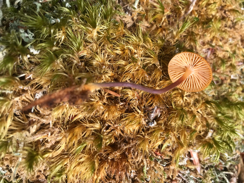 Helmlinge — Bild 5 von 18