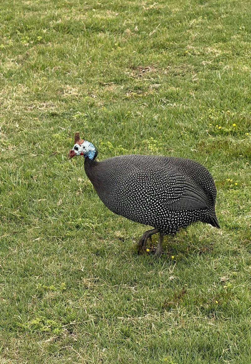Ein Helmperlhuhn läuft in Seitenansicht über eine grüne Wiese.