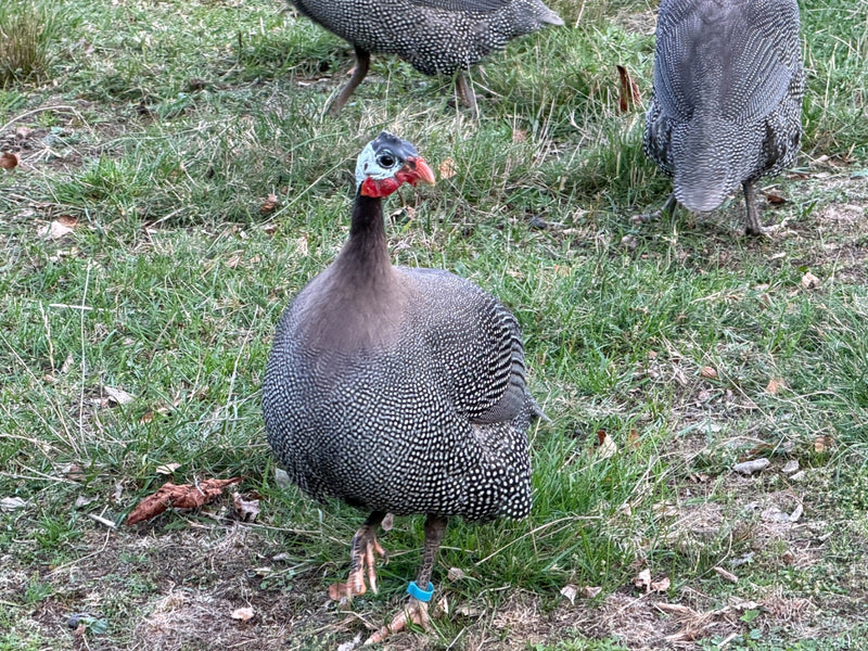 Ein beringtes Helmperlhuhn steht frontal auf einer kurzrasigen Wiese, während im Hintergrund weitere Artgenossen zu sehen sind.