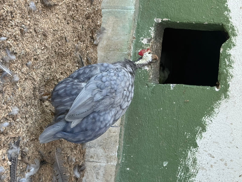 Ein Helmperlhuhn mit grau-blauem Gefieder steht aus der Vogelperspektive gesehen auf mit Einstreu bedecktem Boden neben einer Mauerecke.