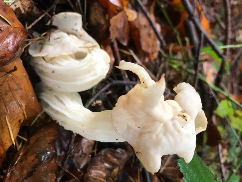 Herbst-Lorchel — Bild 2 von 2