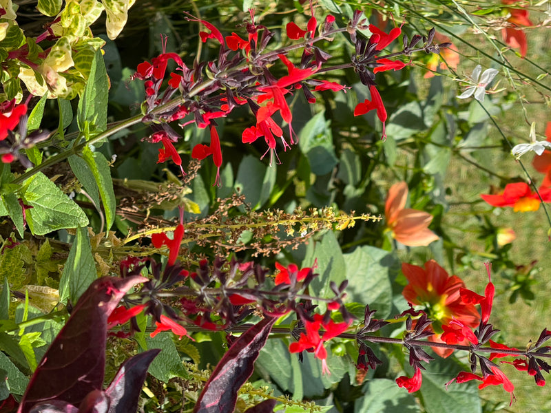 Rote Blütenstände eines Herbst-Salbeis mit dunklen Kelchen wachsen in einem bunt bepflanzten Beet.