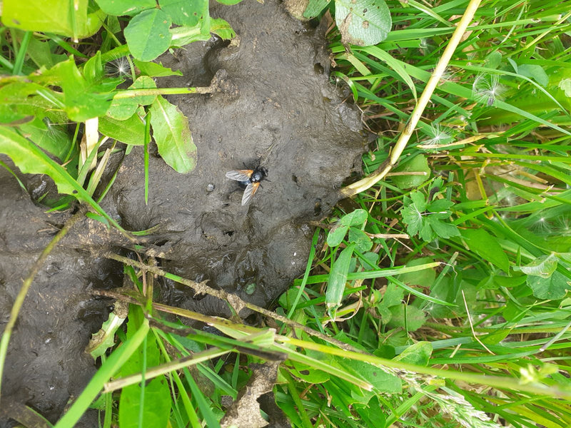 Eine Weidestubenfliege sitzt auf einem Haufen Kuhdung, umgeben von grünem Gras. Die Aufnahme zeigt das Insekten aus einer leicht erhöhten Perspektive.