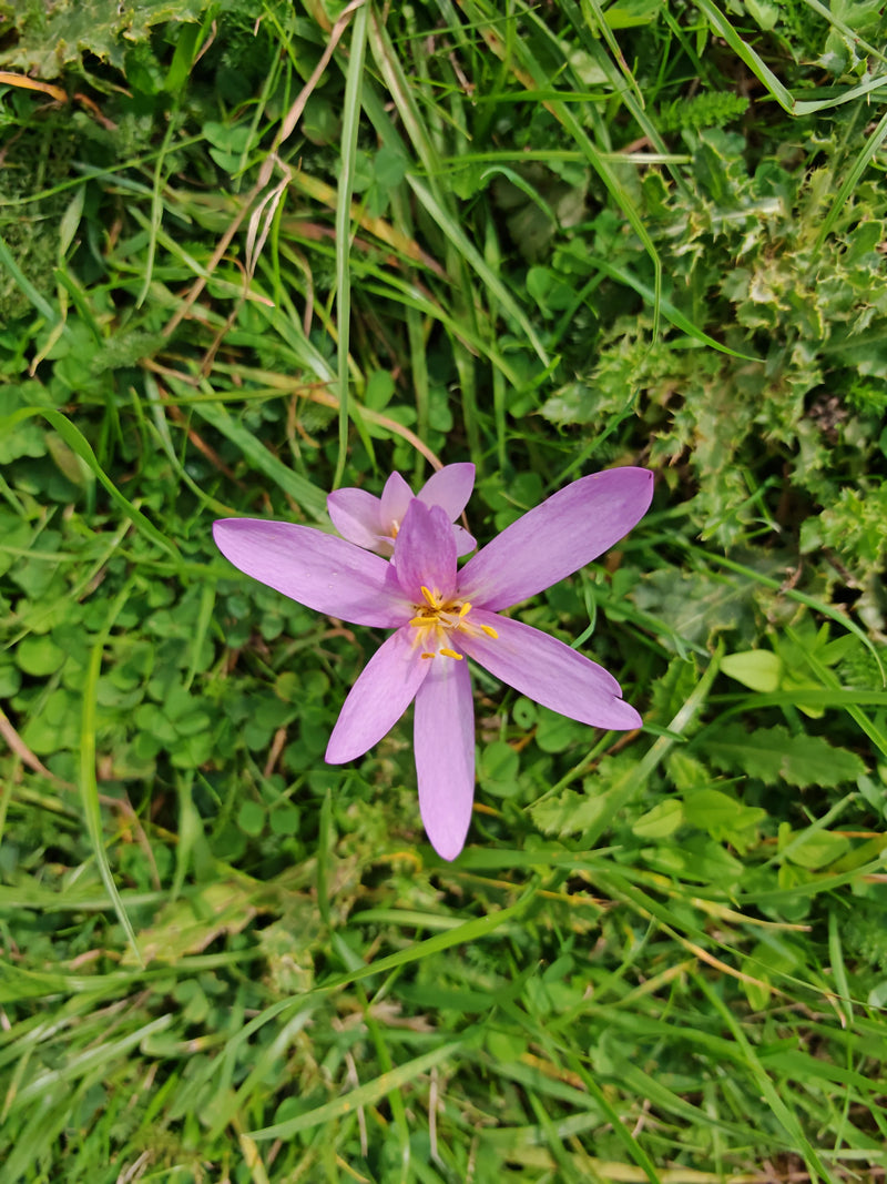 Auf dem Bild ist eine blühende Herbstzeitlose mit rosa Blütenblättern zu sehen, die direkt auf einer grünten Wiese wächst. Die Draufsicht zeigt die geöffnete...