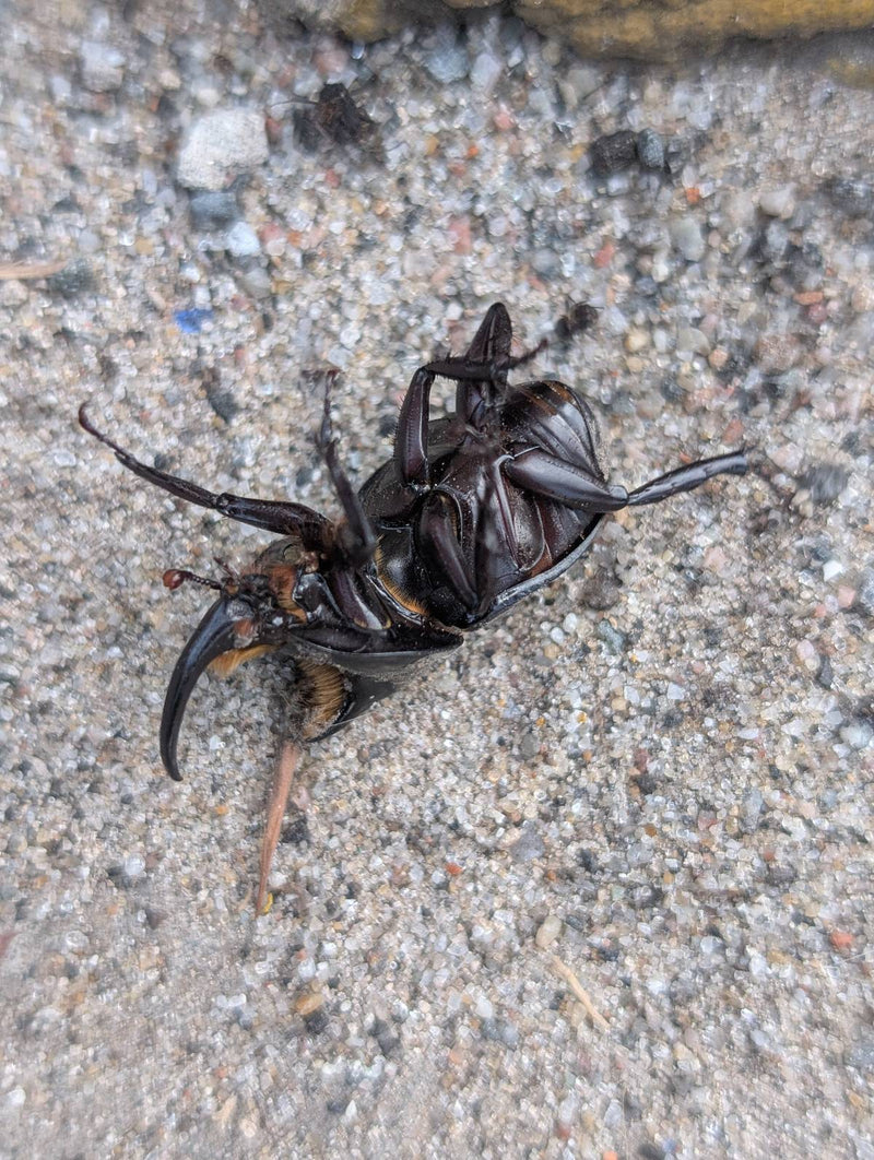 Einer der größten Käfer der Welt, bekannt für die langen Hörner der Männchen. Er lebt in tropischen Regenwäldern Mittel- und Südamerikas und ernährt sich von...