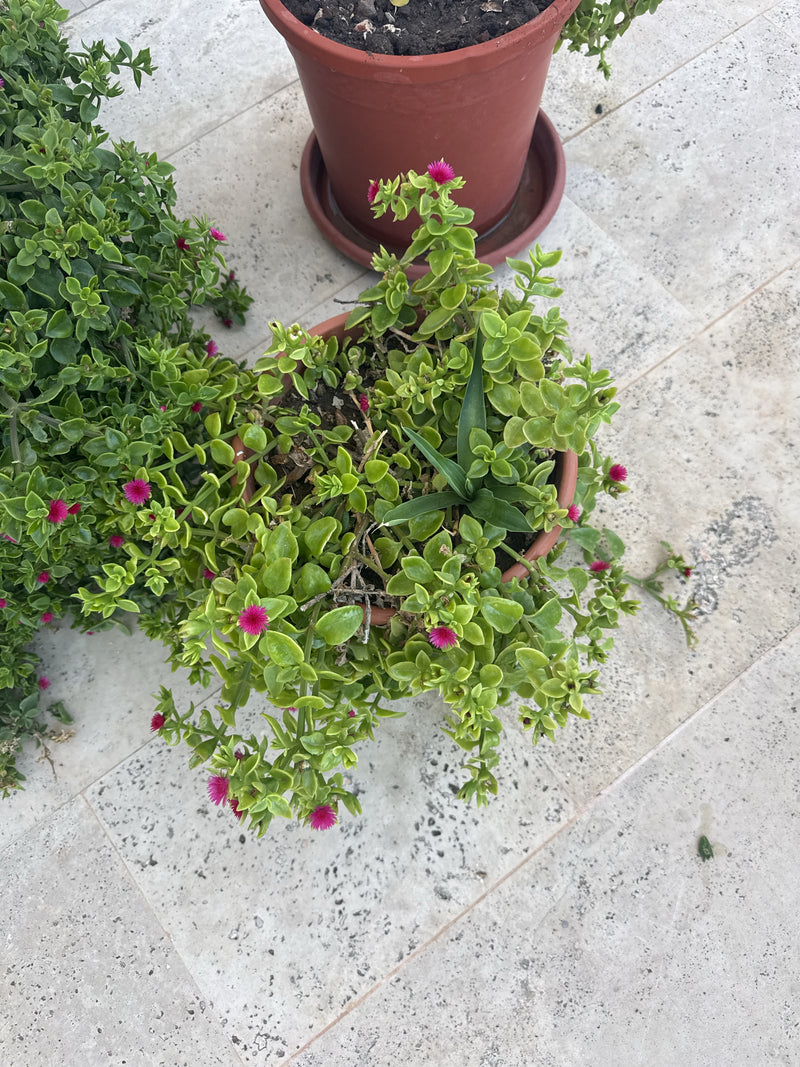 Herzblättrige Mittagsblume — Bild 3 von 8