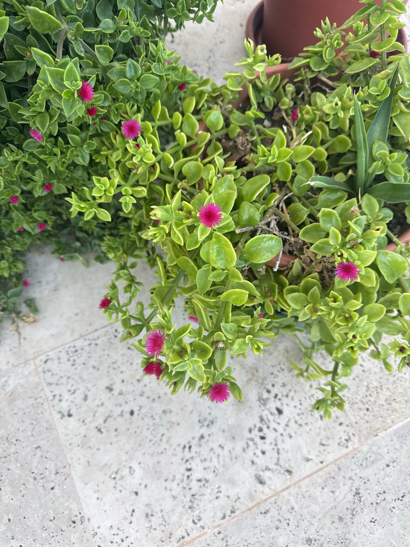 Herzblättrige Mittagsblume — Bild 2 von 8
