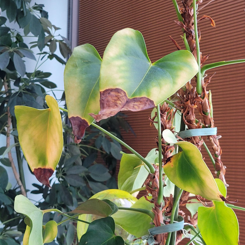 Herzblatt-Philodendron — Bild 1 von 14