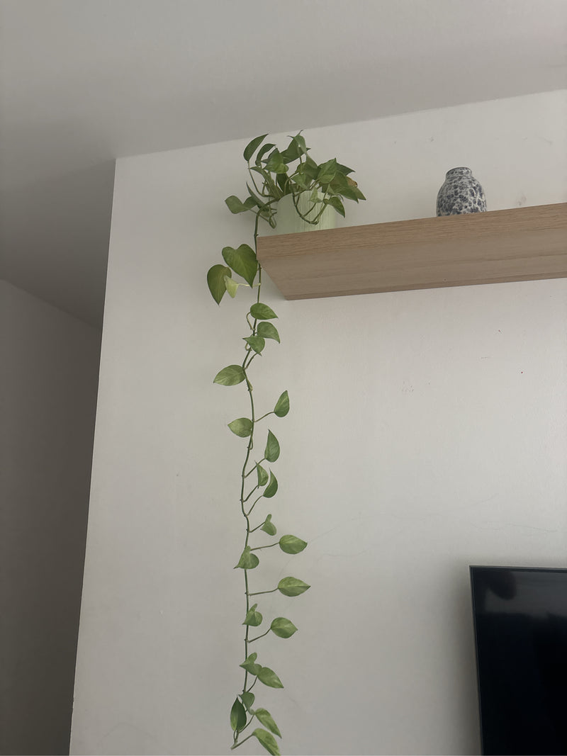 Herzblatt-Philodendron — Bild 5 von 14