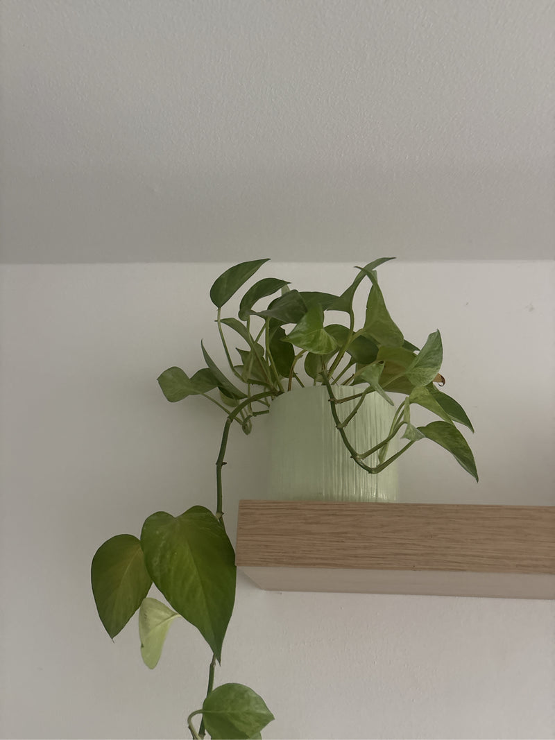 Herzblatt-Philodendron — Bild 4 von 14