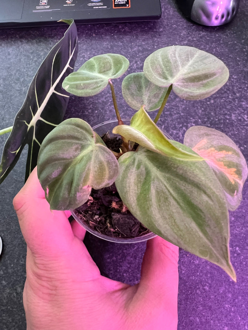 Herzblatt-Philodendron — Bild 2 von 14