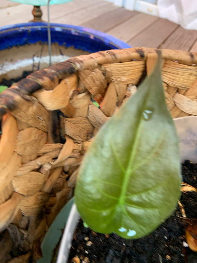 Herzblatt-Philodendron — Bild 3 von 14