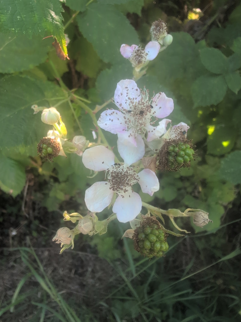 Auf einer Brombeerblüte sitzt ein kleiner Himbeerkäfer. Die Aufnahme zeigt die Pflanze von oben im natürlichen Umfeld.