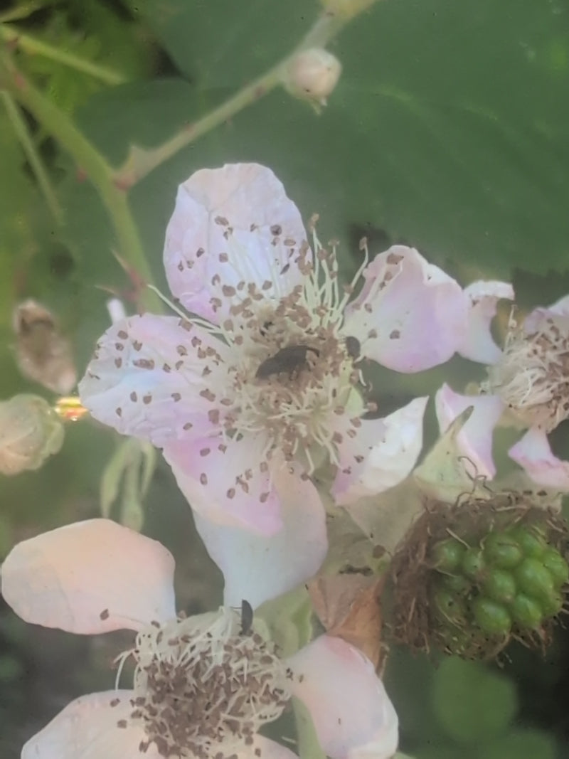 Ein Himbeerkäfer sitzt im Zentrum einer hellen Blüte und ernährt sich von Blütenstaub.