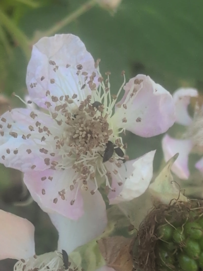 Mehrere Himbeerkäfer sitzen auf den Staubblättern einer hellen Blüte. Sie fressen an den Blütenbestandteilen.