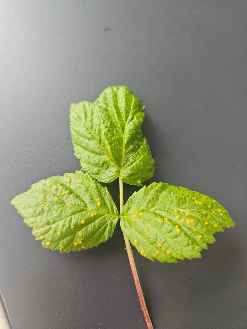 Auf dem Bild ist ein grünes Himbeerblatt zu sehen, das mit zahlreichen kleinen, gelben Pusteln des Himbeerrosts bedeckt ist. Die Symptome des Pilzbefalls sin...