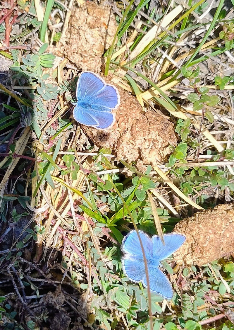 Zwei himmelblaue Bläulinge mit leuchtend blauen Flügeln sitzen auf dem Boden zwischen Grünpflanzen. Sie verharren gut sichtbar auf erdigen Untergrund.