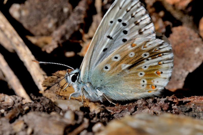 Ein Himmelblauer Bläuling sitzt in Seitenansicht auf dunklem, unebenem Boden. Die Flügelunterseiten zeigen charakteristische Flecken und eine feine Musterung.