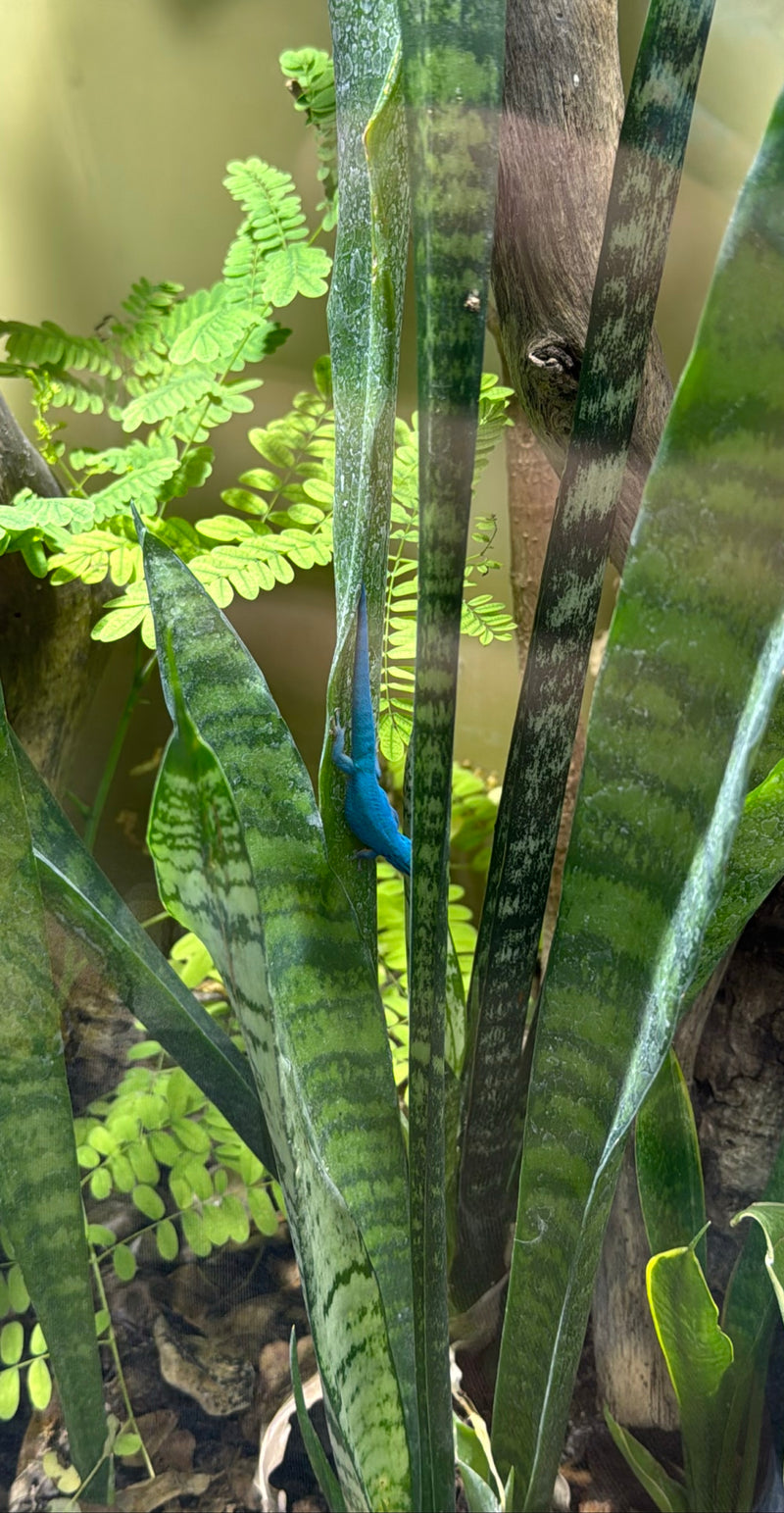 Auf dem Bild ist ein Himmelblauer Zwergtaggecko zu sehen, der auf einer grünen Pflanze sitzt. Das leuchtend blaue Tier ruht auf der Unterlage.