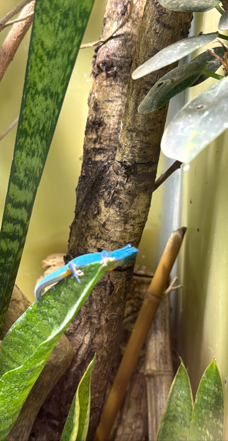 Ein himmelblauer Zwergtaggecko sitzt auf einem grünen Blatt inmitten von Ästen und Pflanzen. Das leuchtend blaue Tier ist deutlich zu erkennen.