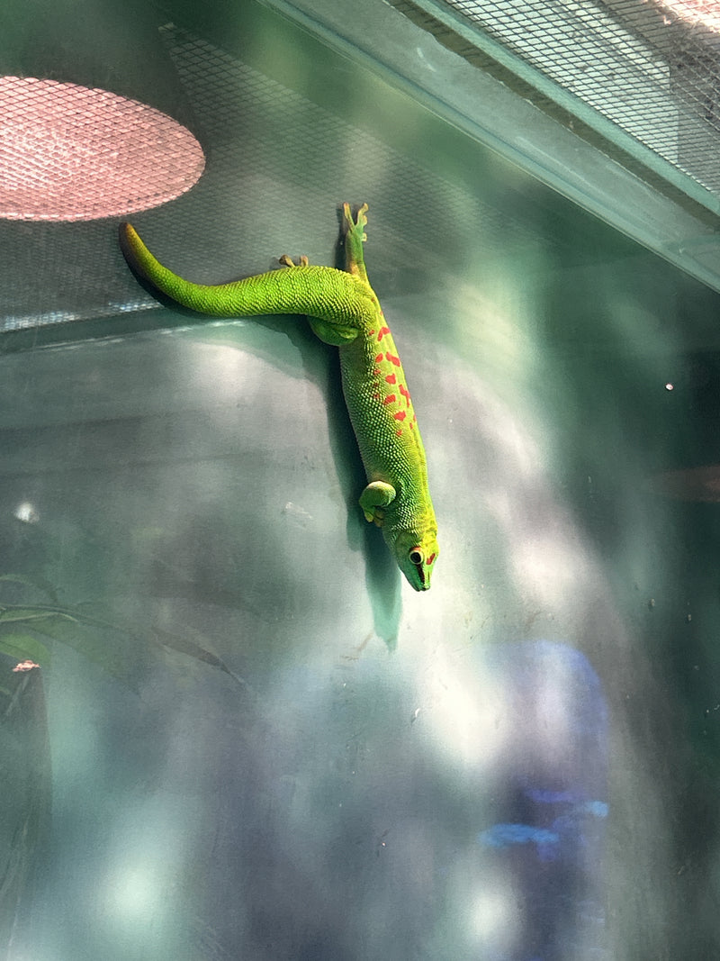 Himmelblauer Zwergtaggecko — Bild 3 von 3